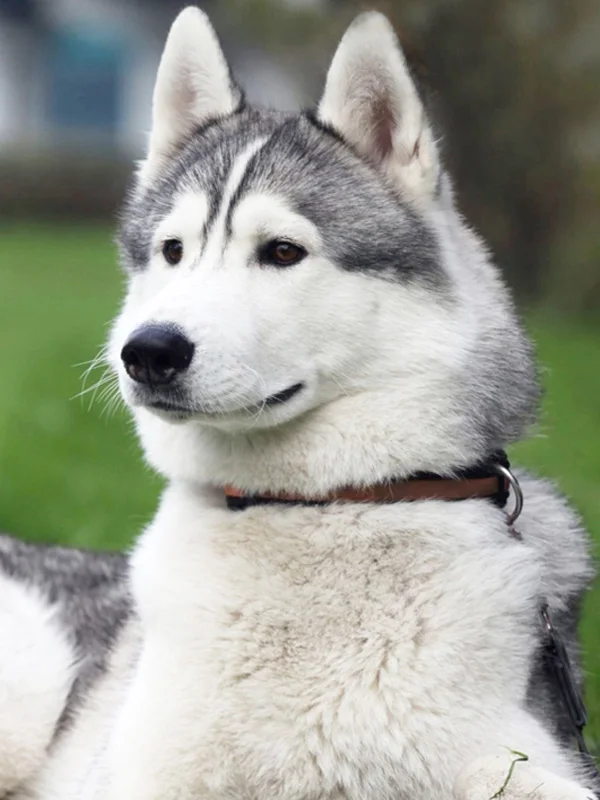 11 5d Животные Собака серия Diy Алмазная картина Huskies Алмазная вышивка Собаки Полный Круглый Diy Алмазная мозаика наклейки на стену рукоделие - Цвет: 11