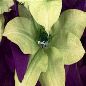 Ngryise 15 шт. набор Clematis florida Root - Цвет: 12