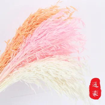 

Wholesale Oats Dried Flowers Bouquet Natural Dried Shooting Props Home Decoration Wheat Flowers