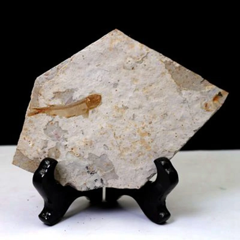 

Fish Fossil Real From Western Liaoning China 150 Million Years Ago Lycopter