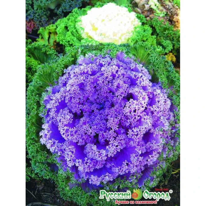 капуста декоративная русский круг. кружево капуста. декоративная капуста brassica oleracea. капуста савойская вологодские кружева. брассика крейн квин.