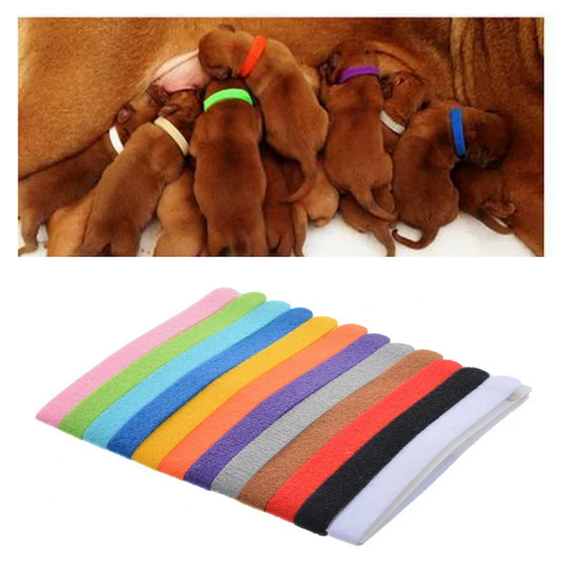 puppy identity collars