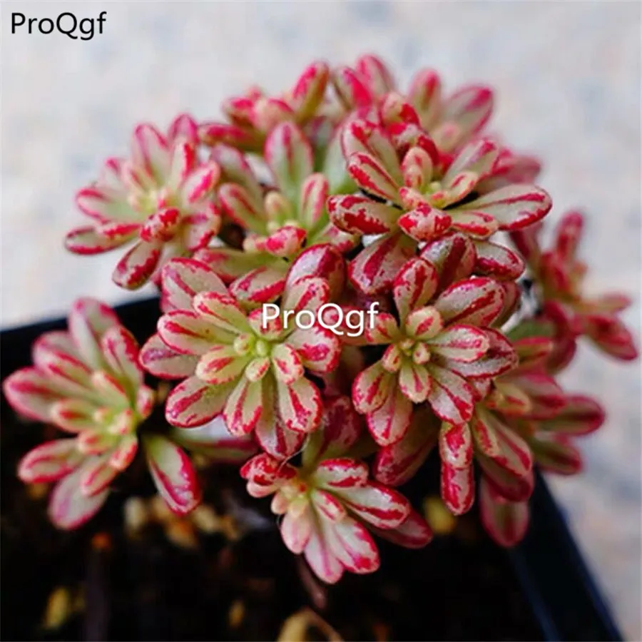 Ngryise 1 комплект Aeonium sedifolius кластер