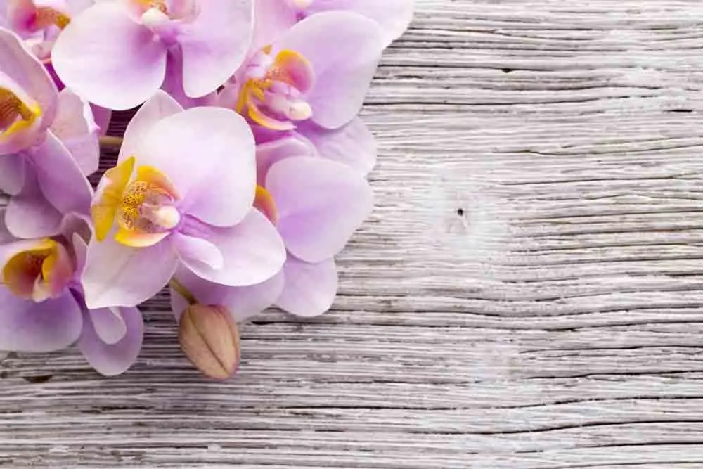 

SHENGYONGBAO Vinyl Custom Photography Backdrops Prop Floral and Wood Planks theme Photo Studio Background XH19912-3111589
