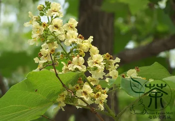 

Catalpa Ovata Yellow Catalpa Chinese Catalpa Zi-Shu