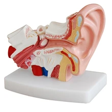 1,5 раз анатомическая модель человеческого уха, показывающая структуру органов центрального и внешнего ушей, Медицинские Учебные принадлежности