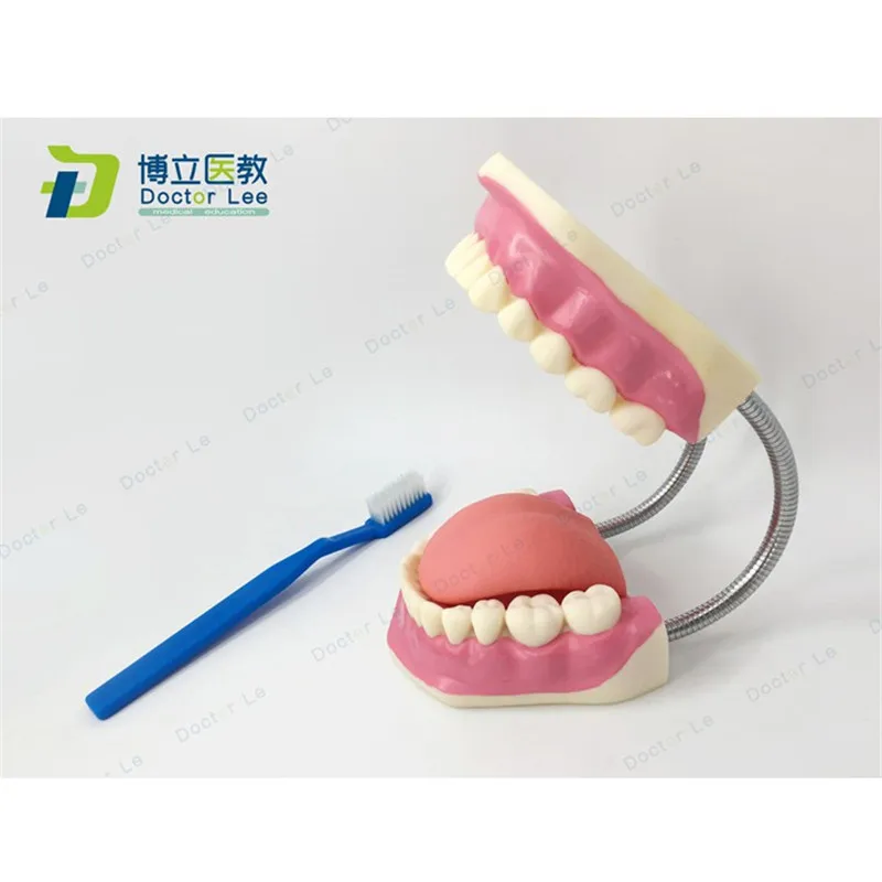 

Plastic Educational Model 3 Times Enlarged Teeth Care Model with Teethbrush for Teaching Demonstration