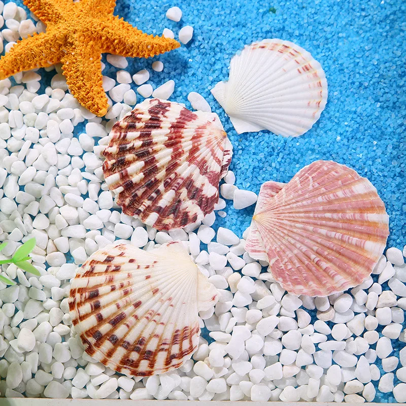 Flower Scallop Natural Color Pattern Marine Ocean Fish Landscape Decoration natural shell ornaments Mediterranean Style Home Decor 10pcs/Lot