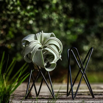 

5PCS Air Pineapple Bracket to Purify the Air Soilless Plant Geometric Base Blake