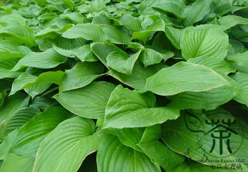 

Hosta Plantaginea Common Hostas Plantain Lilies Yu-Zan