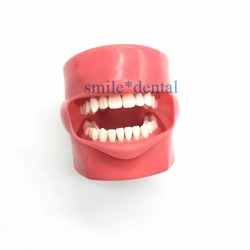 

Dental Tooth Mouth Mask Study Teaching Model Mask Holder Decor Practice teeth model Dental Teaching Model