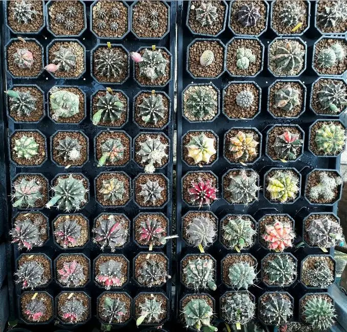 20 шт Gymnocalycium смешанные для Домашнего Цветоводства