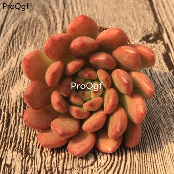 

Ngryise 2pcs a set echeveria red ruby