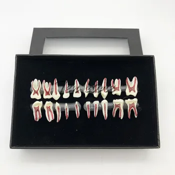 

Dental oral deciduous teeth display model Child's deciduous tooth anatomical model