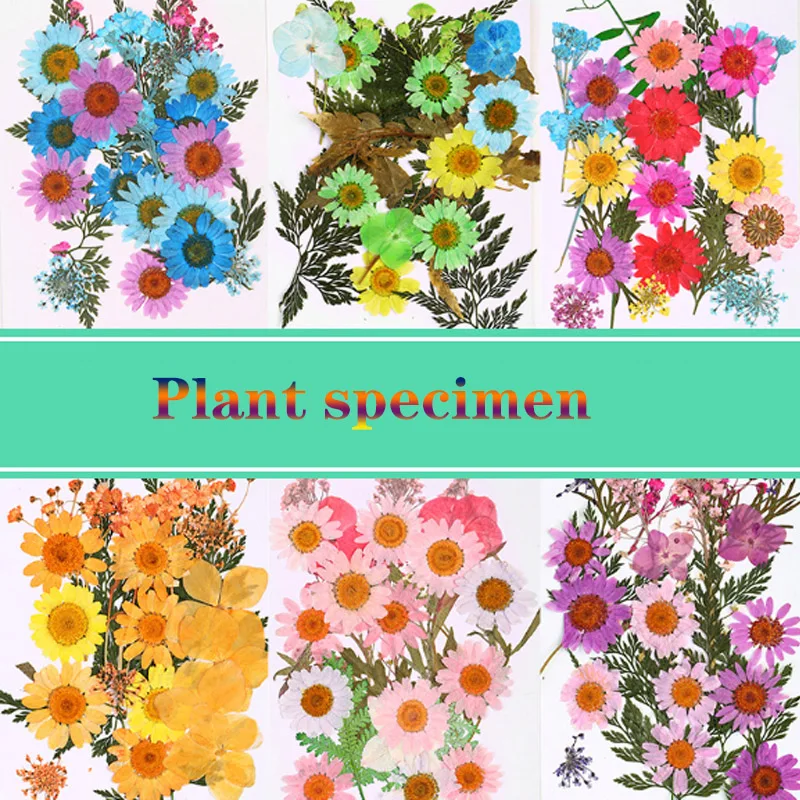 Высокое качество Популярные Лидер продаж мини Bloemen засушенные цветы небольшой "сделай сам" сохранить букет 25 шт./пакет прессованные цветы украшения дома