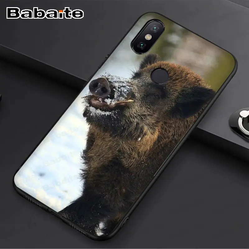 Wild Boar pig animal