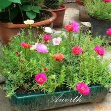 50 шт. семена смешанного цвета портулака Грандифлора цветок розы Моха большой в контейнере легко выращенные засухоустойчивые