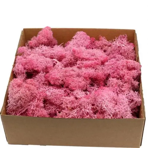 1 коробка несколько цветов искусственные растения вечная жизнь сушеный мох сохраненные декоративные свадебные цветы украшения дома - Цвет: Светло-розовый