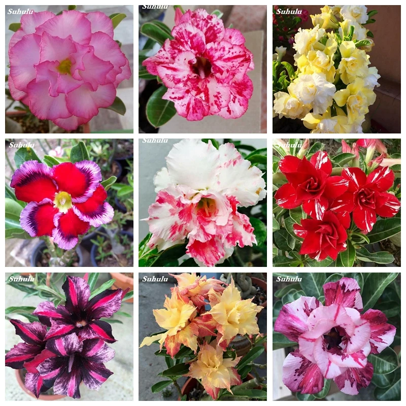 

2 Pcs Unique Desert Rose Bonsai Flowers Beautiful Colour Ornamental Plants Balcony Potted Adenium Obesum De Flores for Garden