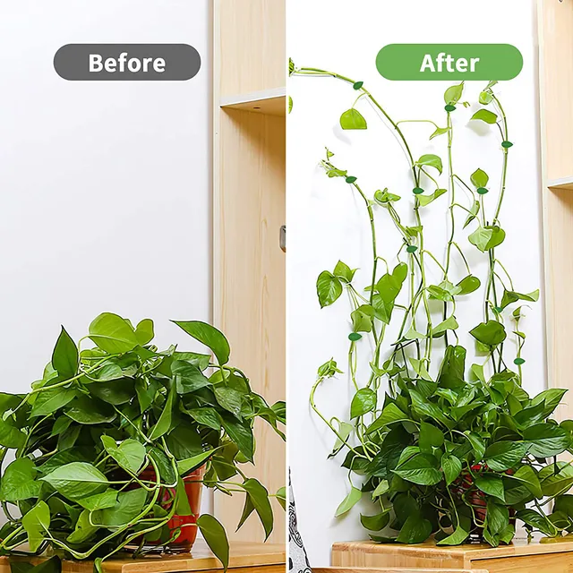 10/100 db Növényi Lámpatest Klip Mászó Fali Ragasztó Rögzítő Kötött Szerelt Szőlőcsath Kampó Kerti Hegymászás - Image 2