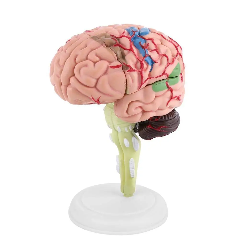 

4D Brain Model Brain Model Structural Anatomy Teaching Learning Tool JFlyer