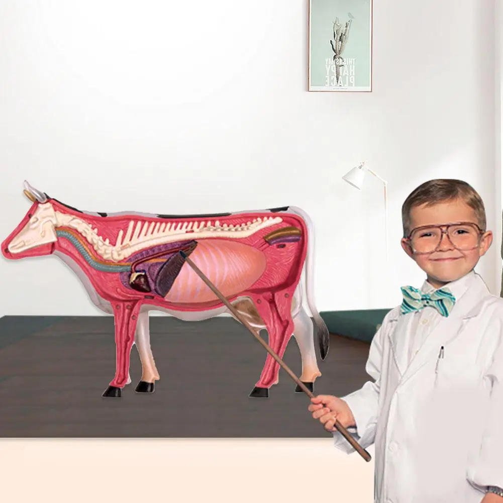 

4D Assembled Cow Horse Anatomy Model Medical Anatomic Animal Puzzles Children Learning Biology Aid Educational Science Toy