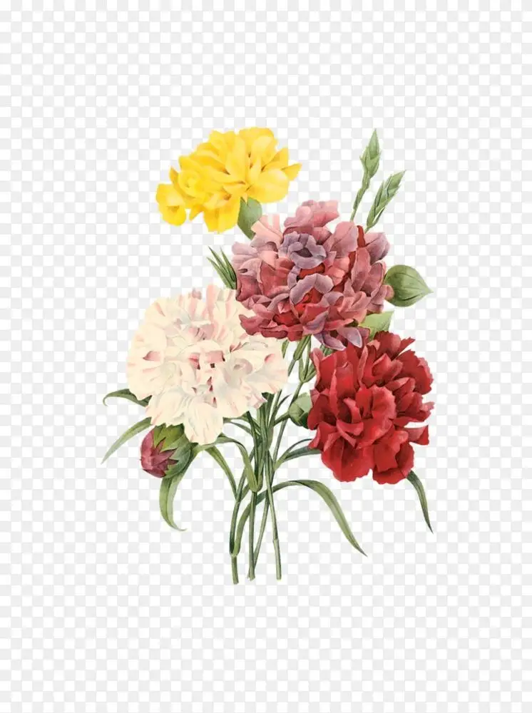 康乃馨 雪莲 跳蚤 植物花 植物学插画 花png图片素材免费下载 图片编号 Png素材网