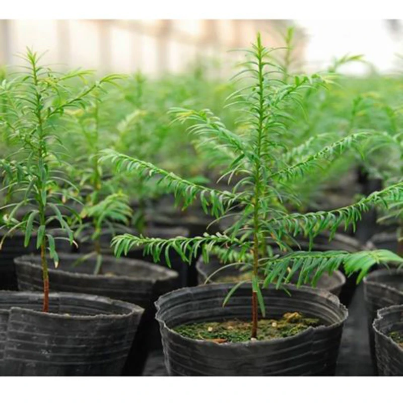 100pcs/set Household Garden Black Plastic Plant Nutrition Pots Practical Durable Soft Plant Nutrition Pots Garden Supplies 3