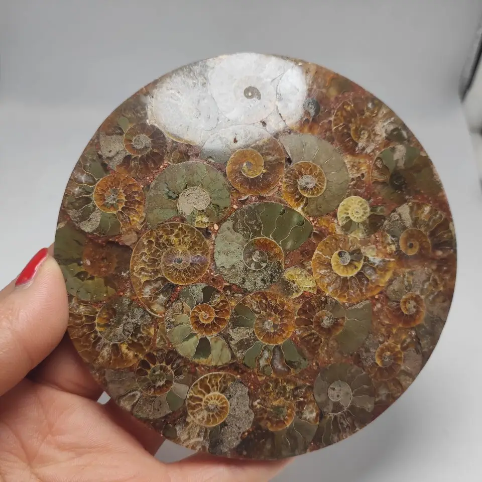 11-12cm Natural Ammonite Fossil Slice Plate Crystal Ocean Conch Stone Madagascar Mineral Healing Specimen | Дом и сад