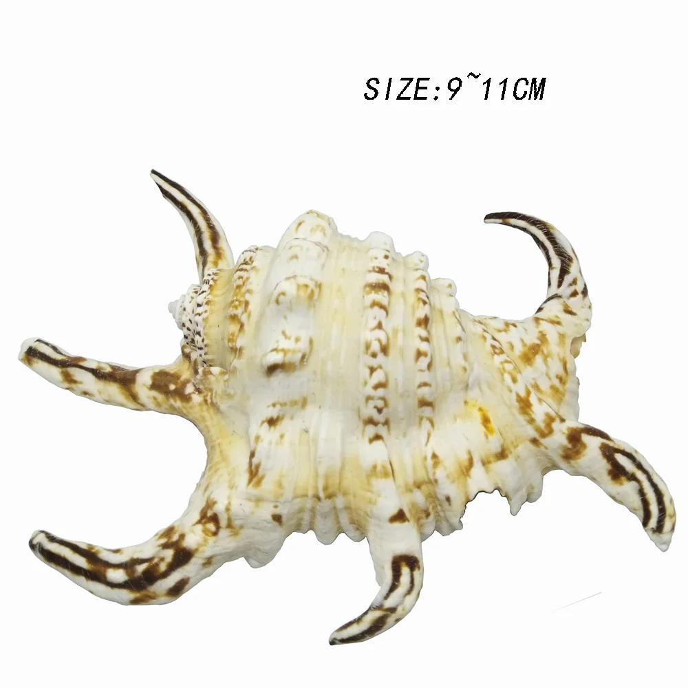 1 шт. натуральные раковины паук раковины ремесло образцы аксессуары украшения штук фотографии - Цвет: Spider Conch