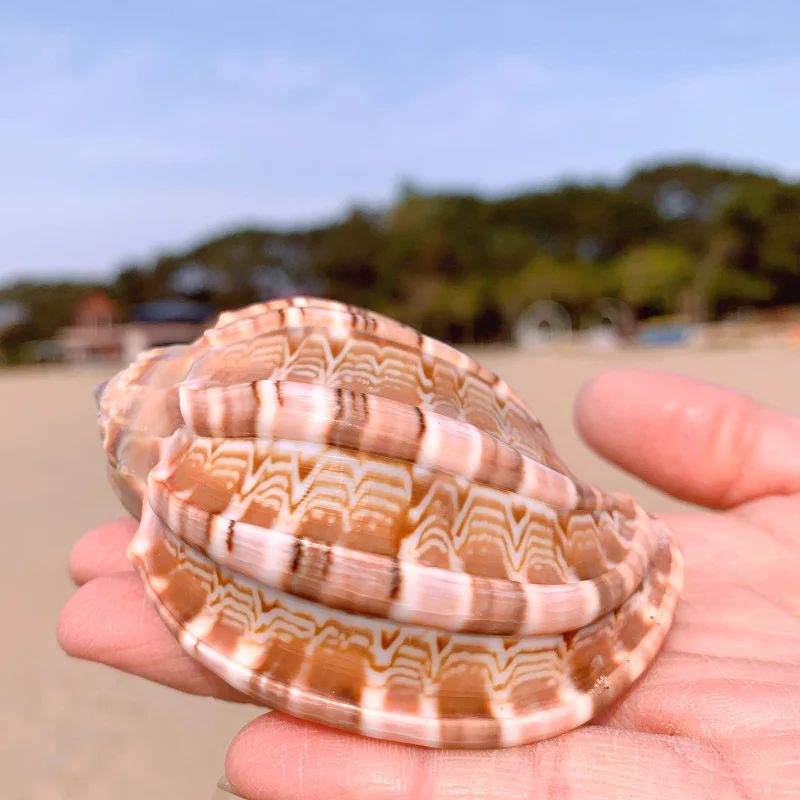 Новая морская улитка, натуральная раковина, большая раковина, аквариум, украшение для аквариума, ролл, моллюски, разведение, средиземноморская ракушка, горшок, мебель