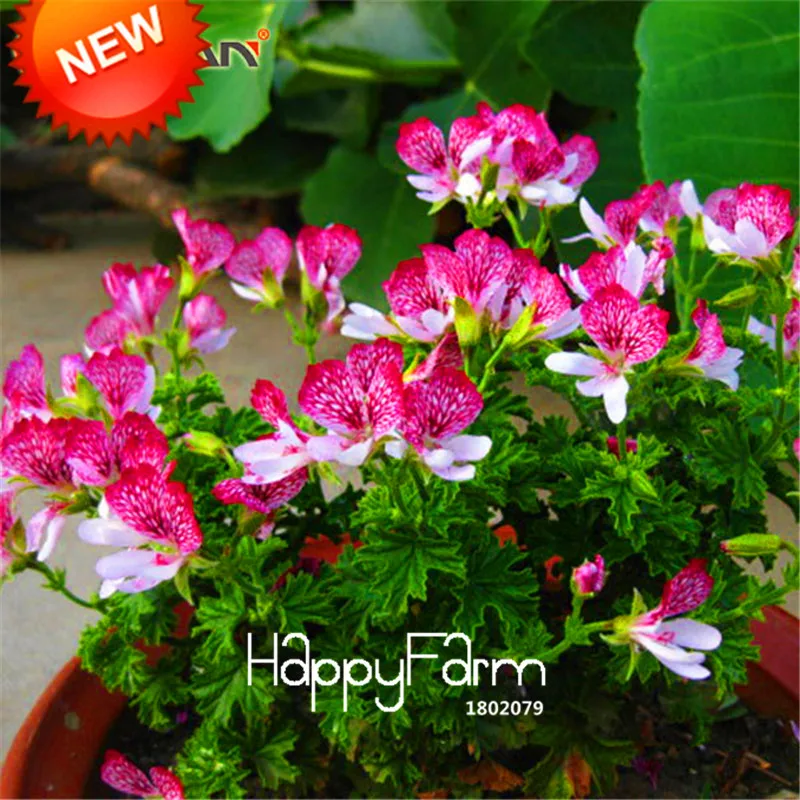 Промотирование потери! 20 шт./лот одноклапанная красная бабочка Герань бонсай многолетние Цветочные растения пеларгония плющелистная Садовая,# R1CXLR