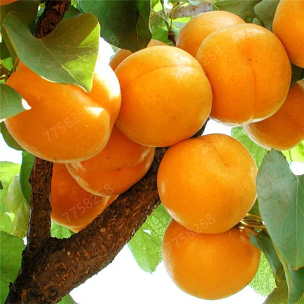 

2 pcs Bonsai Apricot Tree Plant Organic Potted Fruit Planta Home Garden Fruit Edible Perfume Fruta bonsai varieties