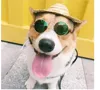 1PC Doll Accessories Round Eyeglasses Pink Glasses Sunglasses American Girl Toy Photo Props Pet Dog Cat Sunglasses 5