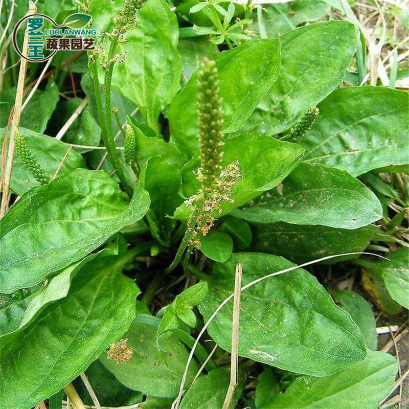 

Plantago seeds] Plantago seeds can be used as sprouts, seedlings and vegetables in four seasons 20pcs