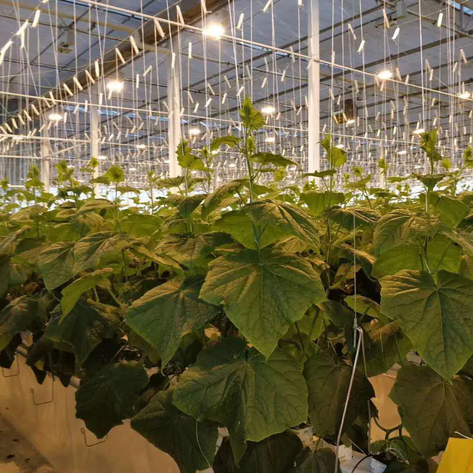 Plant Support Stick Garden Climbing Netting Twine Trellis 15M