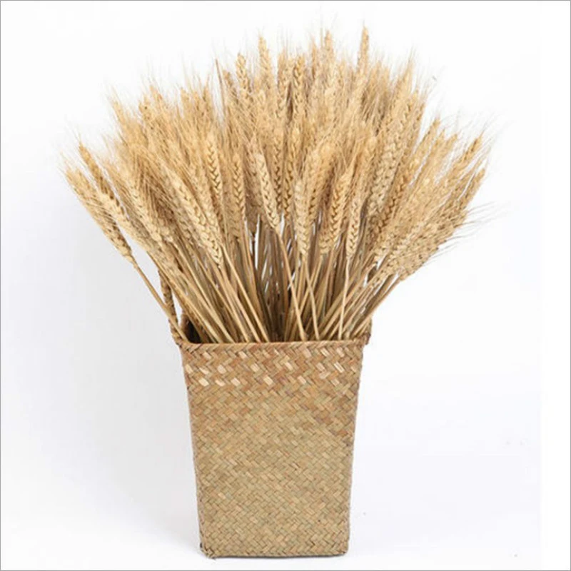 100pcs Natural Dried Wheat Grain Bouquet Flowers for Wedding Party Home Decor Shooting Props DIY Craft Scrapbook Wheat Bouquet