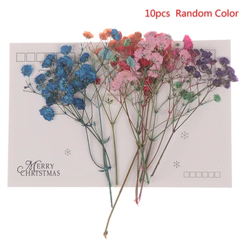 

10pcs/Set Mini Gypsophila Cute Dried Flower Wedding Decoration DIY Hand account
