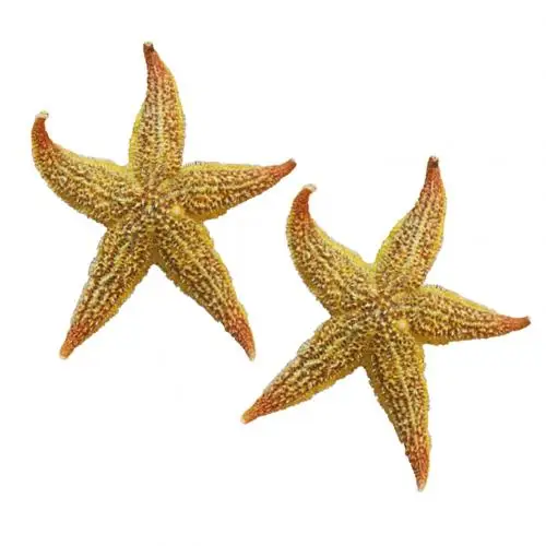 2Pcs Dried Star fish Sea Star DIY Beach Cottage Wedding Decor crafts wedding Seashells Seafish Party Seastar Crafts Gift - Цвет: 2pcs