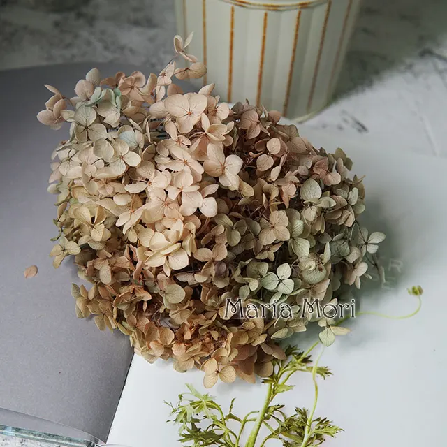 Anna Hydrangea  Flowers  Little  Leaves Preserved Hydrangea Decor  Office Decor  DIY Flowers Gradient colour 77