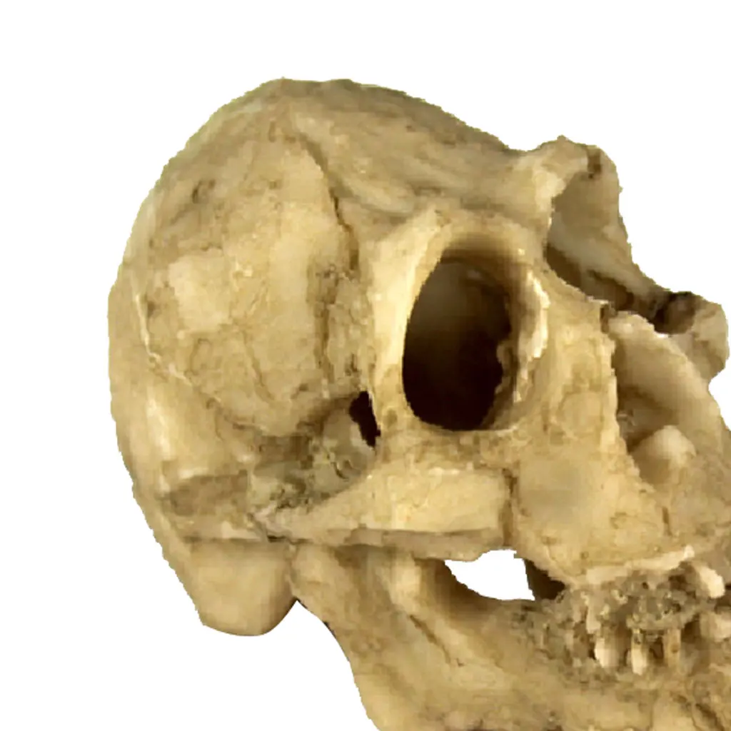 Reptile Vivarium Decoration Head Bone Skull Statue Terrarium Aquarium Fish Tank Landscaping Decor Ornament Cave Skull Head