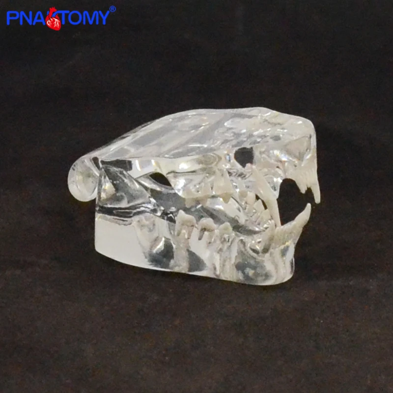 

Life size transparent cat skull model life size cat teeth anatomical teaching tool animal anatomy