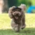Pet Dog Caps Small Puppy Pets Summer Solid Oxford Cap Dog Baseball Visor Hat Outdoor Accessories Sun Bonnet Cap Chihuahua