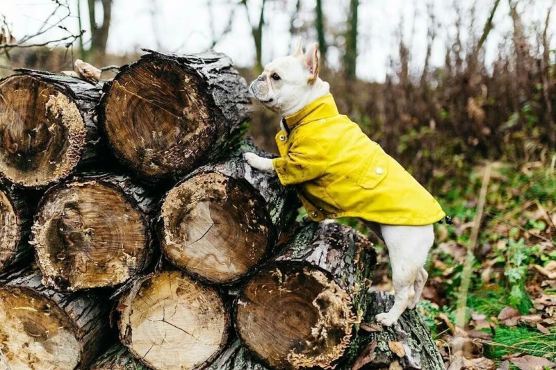 acessórios para cães