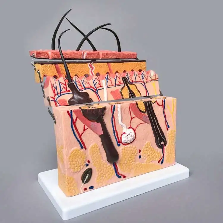 Модель кожи, структура кожи, модель увеличения, структура структуры, анатомия микропластической хирургии, обучение эстетической медицине