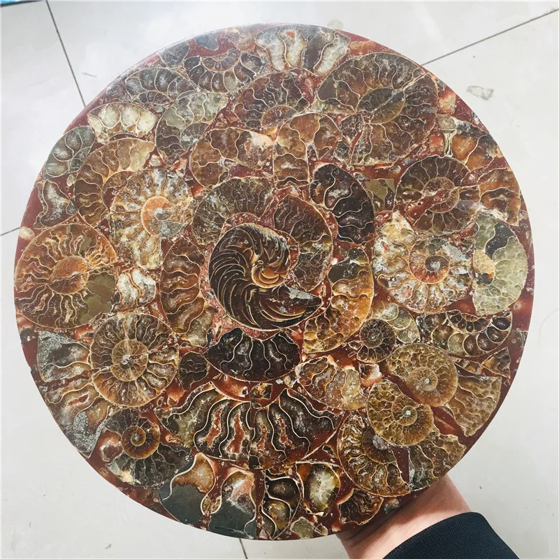 Большой 25 см красивый nautilus shell fossil plate весь nautilus fossil Мадагаскар с основанием