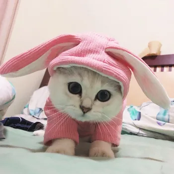 

Cats Clothes Pets | Warm Fall and Winter Clothing for Small Cat Dogs, Cat Clothes, Rabbit Ears Costume Puppy animal and Dog Pet