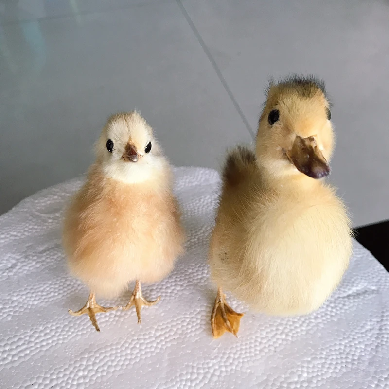 1pcs Taxidermy duckling stuffing Eurasian Yellow Little Ducks specimen chick Teaching / Decoration