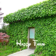 Цветочные горшки Бостонский Плющ Растения Восхождение на резиновой подошве floresling бонсай растения Семена бонсай для дома и сада-200 шт./пакет