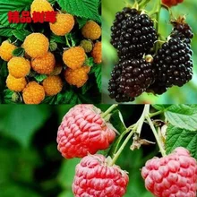 Редкие вкусные СЕМЕНА малины сладкие сочные малины садовые растения WIS
